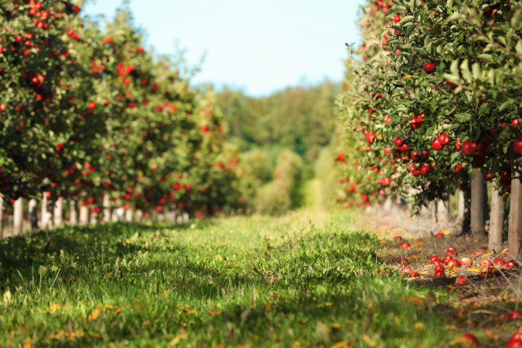 Beautiful view of apple orchard on sunny autumn day